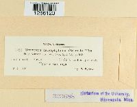 Uromyces dianthi image