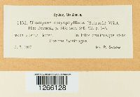 Uromyces dianthi image