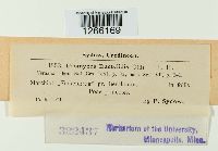 Uromyces dactylidis image