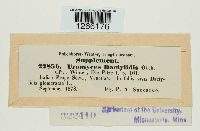 Uromyces dactylidis image