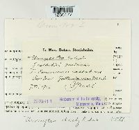 Uromyces dactylidis image