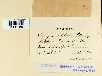 Uromyces dactylidis image