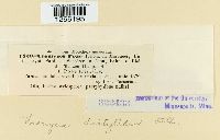 Uromyces dactylidis image