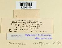 Uromyces dactylidis image