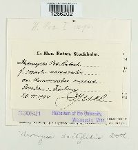 Uromyces dactylidis image