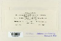 Uromyces dactylidis image