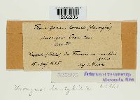 Uromyces dactylidis image