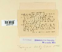 Uromyces dactylidis image