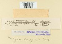 Uromyces dactylidis image