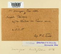 Uromyces dactylidis image