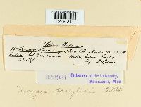 Uromyces dactylidis image