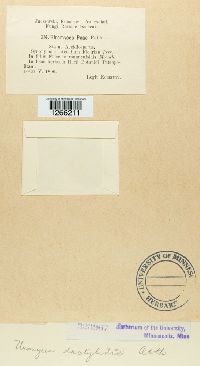 Uromyces dactylidis image