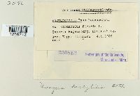 Uromyces dactylidis image