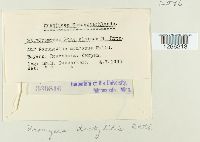 Uromyces dactylidis image