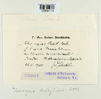 Uromyces dactylidis image