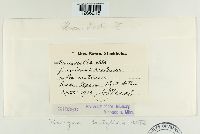 Uromyces dactylidis image