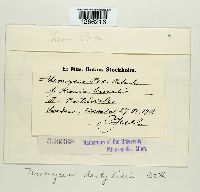 Uromyces dactylidis image