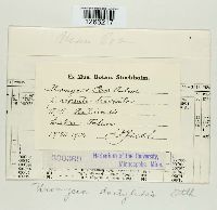 Uromyces dactylidis image