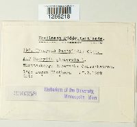 Uromyces dactylidis image