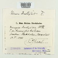 Uromyces dactylidis image