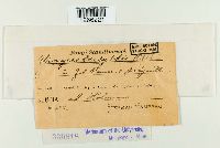 Uromyces dactylidis image