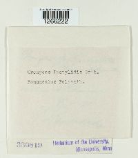 Uromyces dactylidis image