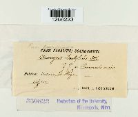 Uromyces dactylidis image