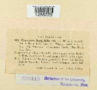 Uromyces dactylidis image