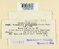 Uromyces dactylidis image