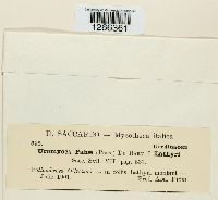 Uromyces fabae image