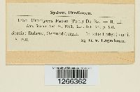 Uromyces fabae image