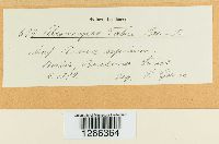 Uromyces fabae image