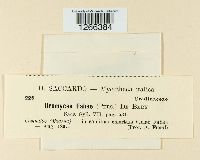 Uromyces fabae image