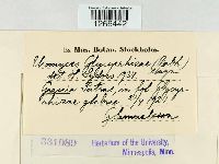 Uromyces glycyrrhizae image