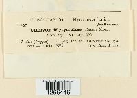 Uromyces glycyrrhizae image