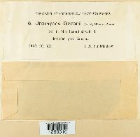 Uromyces geranii image