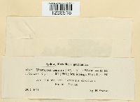 Uromyces geranii image