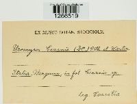 Uromyces geranii image