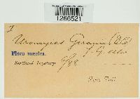 Uromyces geranii image