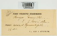 Uromyces geranii image