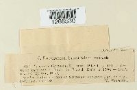 Uromyces geranii image