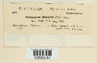 Uromyces geranii image