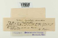 Uromyces geranii image