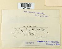 Uromyces geranii image