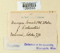 Uromyces geranii image