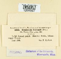 Uromyces geranii image