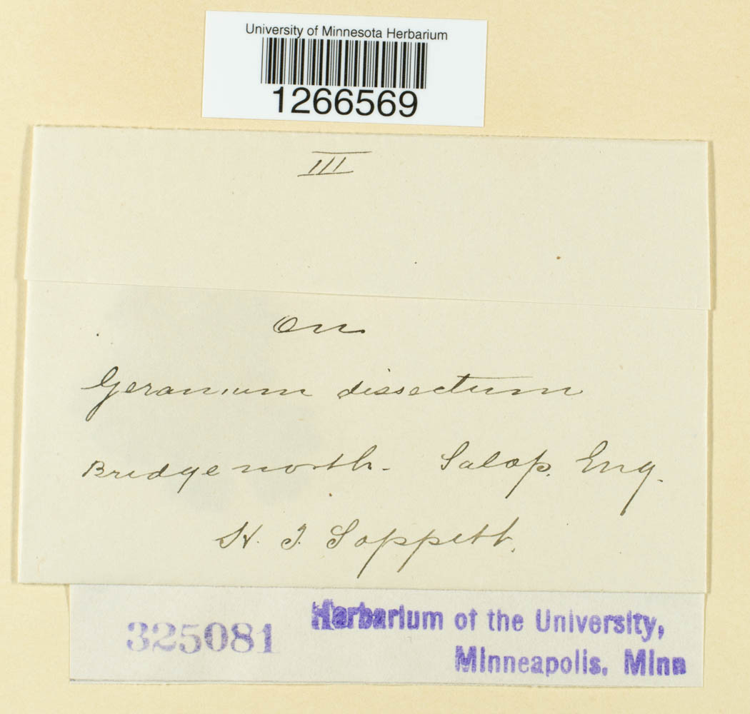 Uromyces geranii image