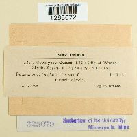 Uromyces geranii image