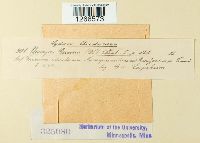 Uromyces geranii image