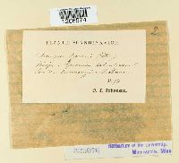 Uromyces geranii image